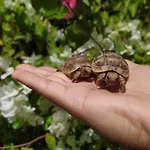 Lotus Turtle Garden Eilat