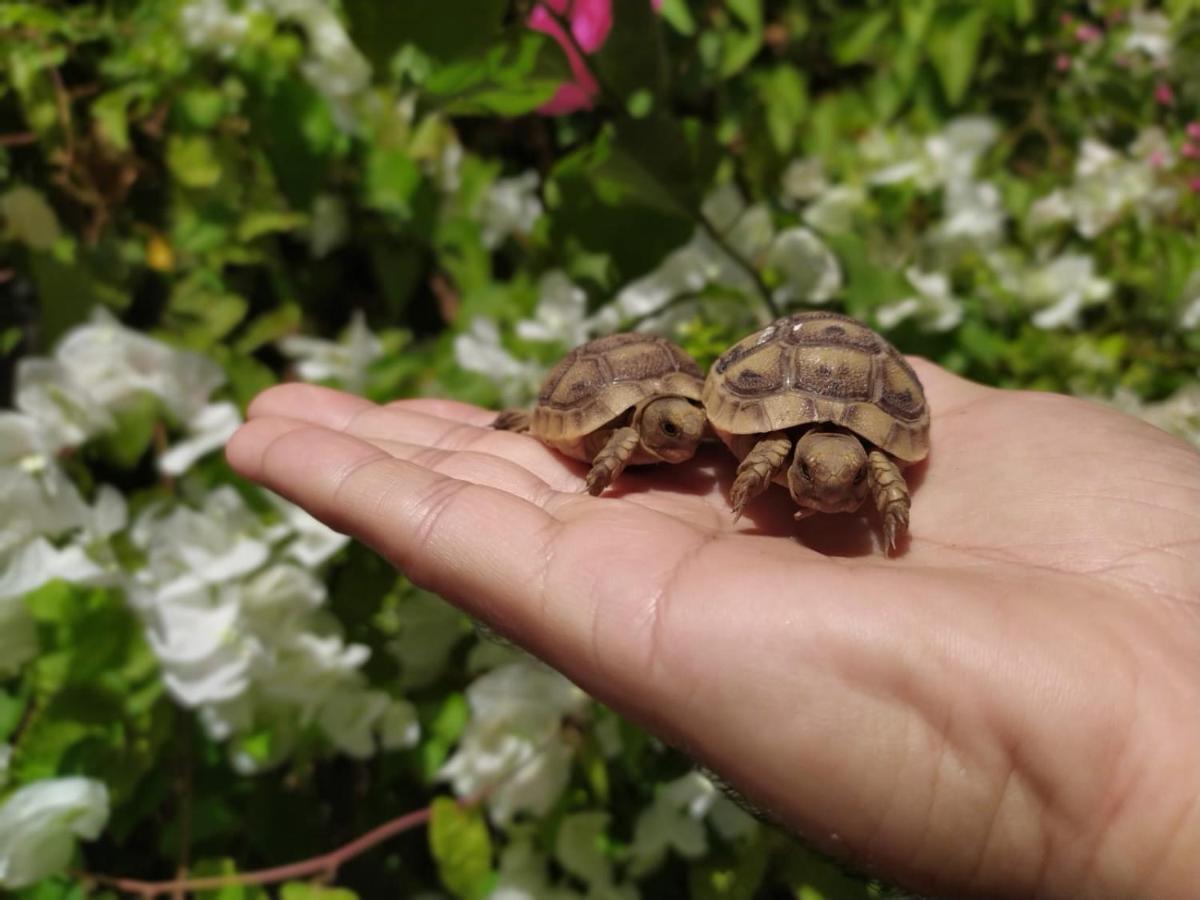 Lotus Turtle Garden Apartment *