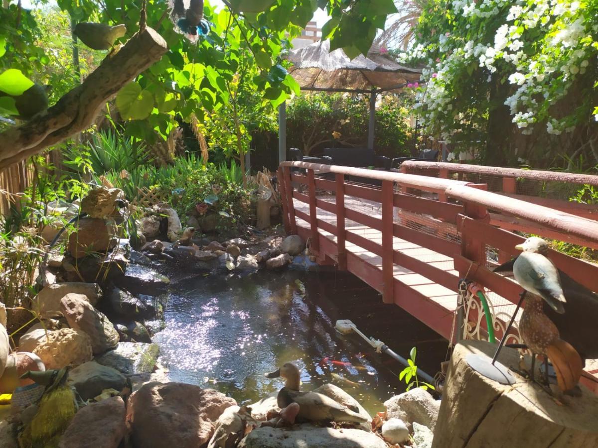 Lotus Turtle Garden