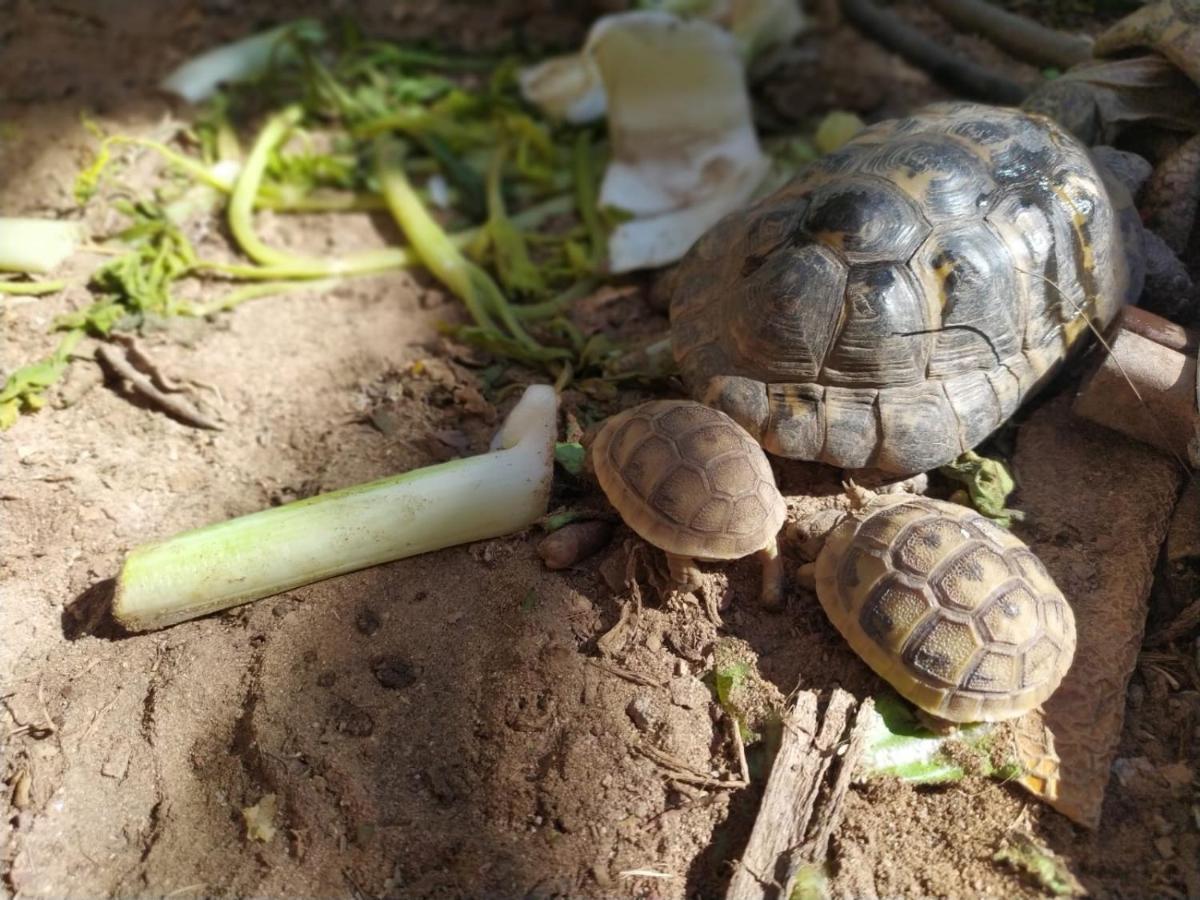 Lotus Turtle Garden Apartment Eilat