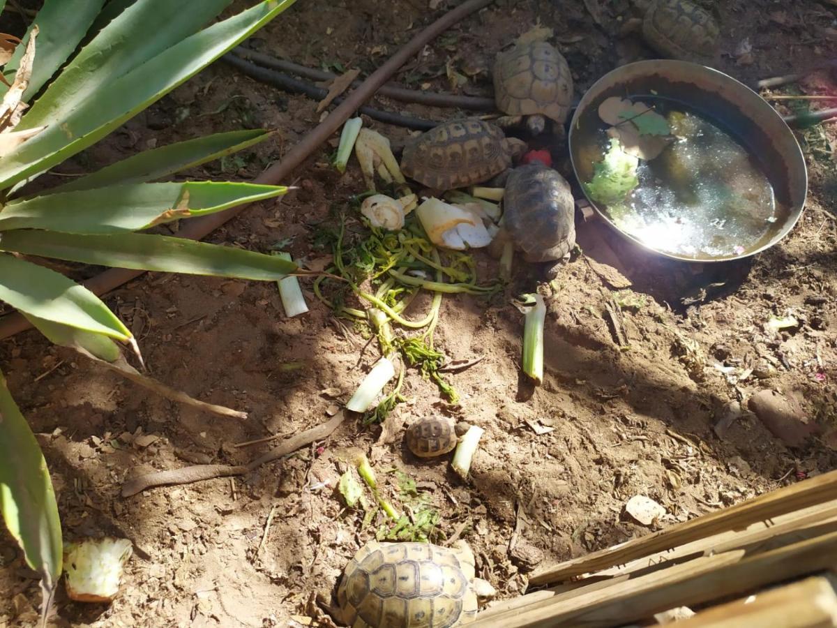 Apartment Lotus Turtle Garden *